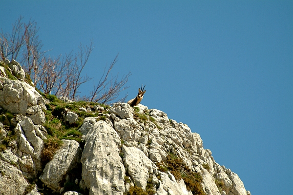 Camoscio d''Abruzzo Rupicapra pyrenaica ornata